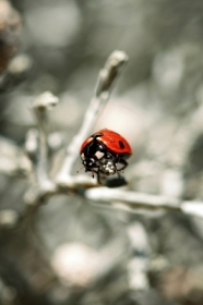 Biedronka na&nbsp;kraw�dzi