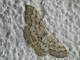 krocznik rz�dzik