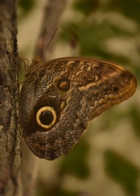 Motyl Sowa