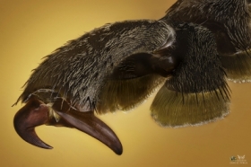 Odne chrzszcza Acrocinus longimanus w powikszeniu 5x