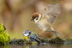 zdj�cie miesi�ca