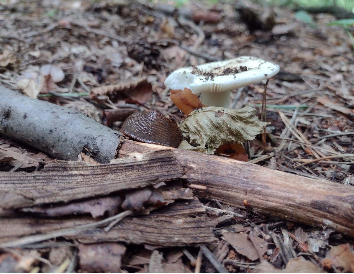 forest snail with white mashroom