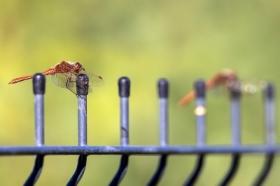 zdj�cie miesi�ca