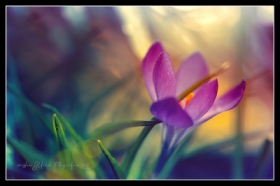 Crocuses