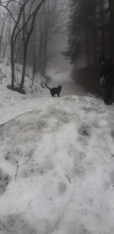 Kot w drodze na szczyt