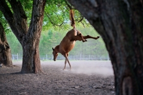 Decyduj�cy moment - Ko�, jaki jest, ka�dy widzi