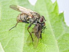 Wampir