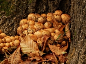 opieka miodowa