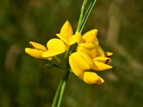 komonica zwyczajna