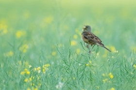Ortolan I