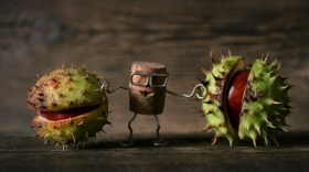 Cork'y zbiera kasztany