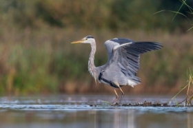 Czapla siwa (Ardea cinerea)