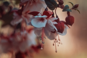 Summer’s Soft Whisper...