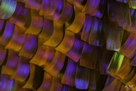 Skrzydo motyla powikszone 20x Urania Ripheus