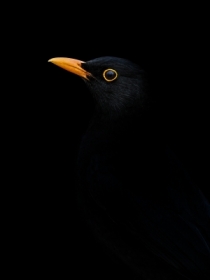Turdus merula.