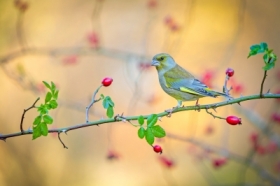 Dzwoniec (Chloris chloris)