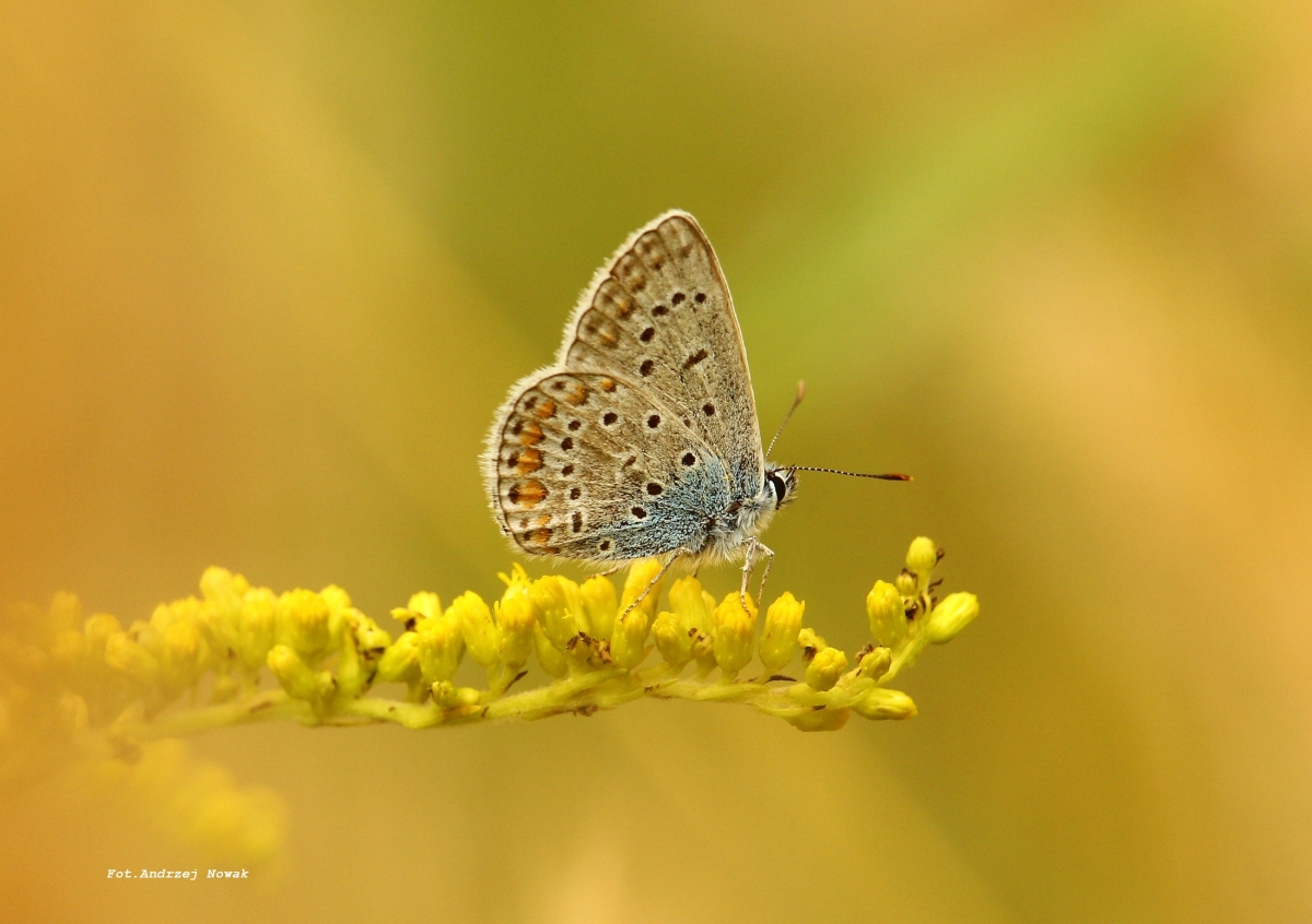 Modraszek ikar (Polyommatus icarus)