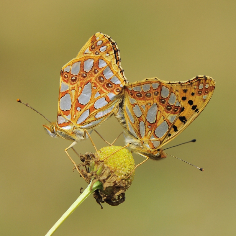 DOSTOJKA LATONIA