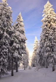 Zimowymi �cie�kami