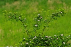 Dzika r�a