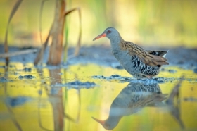 Wodnik (Rallus aquaticus)