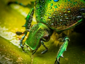 Kruszczyca z�otawka