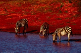 Zebry Tahita Hills