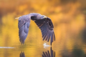 Bielik w barwach jesieni