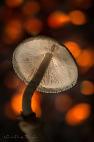 le�na opowie��