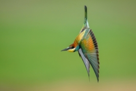 �o�na, European Bee-eater (Merops apiaster) ... 2025r