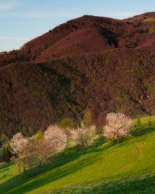 The Vitality of Spring and Blossoming Apple Trees