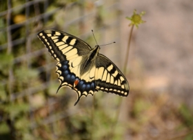 pa krlowej (Papilio machaon)