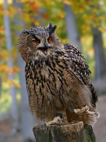 Sowa Puchacz (Bubo bubo)