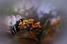 Motylek wrd tropikalnych kwiatw