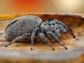 Evarcha arcuata.