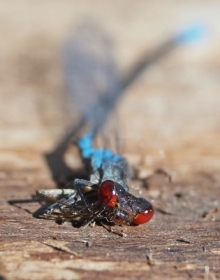 Oczobarwnica