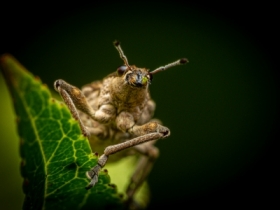 Oprzdzik prgowany (Sitona lineatus)