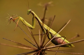 Mantis religiosa