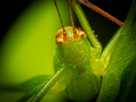 Wtlik kropkowany (Leptophyes punctatissima)