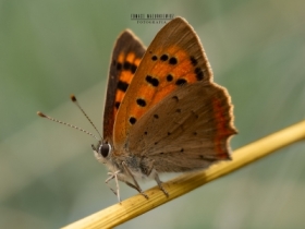 Lycaena phlaeas
