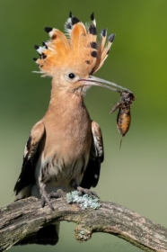 Kady dudek ma swj czubek