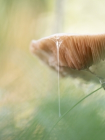 Grzyb w&nbsp;ogrodzie