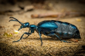Oleica fioletowa