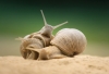 �liskie sprawy...