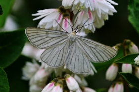 dyblik liniaczek