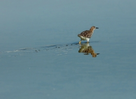 By�, ale pobieg�.