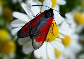 Lato zkranikiem