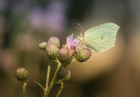 Ta�cz�cy z&nbsp;wiatrem