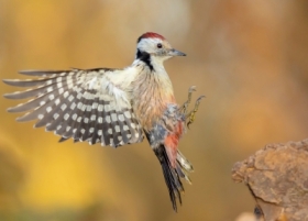 zdj�cie miesi�ca