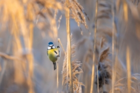 zimowy aerobik - modraszka